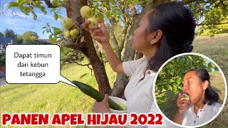 AKHIRNYA PANEN APEL PERDANA DI KEBUNKU TAHUN 2022