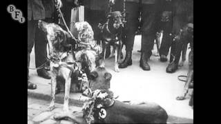 Red Cross Dogs (1914) - First World War | BFI National Archive