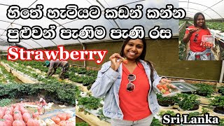 හිතේ හැටියට කඩන් කන්න පුළුවන් පැණිම පැණි රස Strawberry | Ramya Strawberry Farm | @lionwasantha