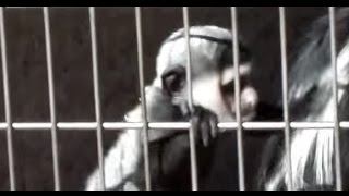 Cute Abyssinian colobus baby.可愛いアビシニアコロブスの赤ちゃん。