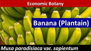 Economic Botany of Banana (Musa paradisiaca var.sapientum)