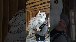 This big owl is so cute, exchanging stories with visitors in the birdhouse #cute