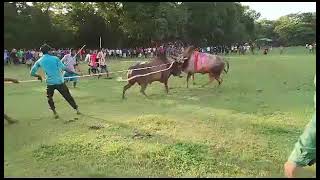 New Sylheti Mostan 3 VS  Rajmoni hatim | bullfight bangladesh sylhet