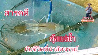 เลี้ยงกุ้งแม่น้ำ ในบ่อซีเมนต์ มหัศจรรย์ กุ้งผสมพันธุ์ ไม่เคยเห็นต้องดู