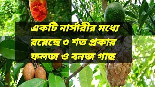 একটি নার্সারীর মধ্যে রয়েছে ৩ শত প্রজাতির ফলজ ও বনজ গাছ