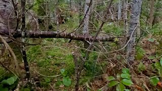 Rabbit Snaring Using The Old Fishermen's Trick