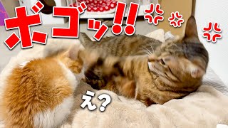 【説教】生まれて初めて先住猫から猫パンチされてしまい、しょんぼり落ち込んでしまう子猫