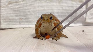 カエルの前に落ちてた餌を拾ったら…反応が可愛すぎました笑               The toad's reaction to having its food taken is adorable.