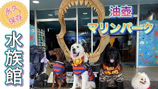 【京急油壺マリンパーク閉館】犬と水族館・最後の思い出作り#水族館　#ニューファンドランド　#超大型犬　#保護犬