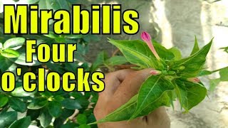 Mirabilis Jalapa | Four O'clocks Plant | Ye Plant 4pm Ko Flower Open Krta Hai