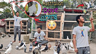 বাড়িতে Australian Dove এসেছে 😮 Racer পালিয়ে গেল 🤣#myworld #petsvlog