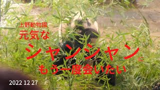 上野動物園元気なシャンシャンにもう一度会いたい。