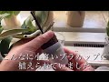 ミディ胡蝶蘭の植え替え／購入後すぐに根の状態を調べます repot mini orchid plant