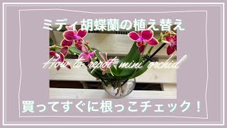 ミディ胡蝶蘭の植え替え／購入後すぐに根の状態を調べます/Repot mini orchid plant