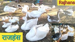 Rajhans राजहंस Indian Goose || Information on  Rajhans farming, price, eggs