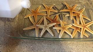 How To Preserve Starfish And Prevent Them From Stinking