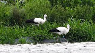 鳴門コウノトリ 2019/09/02 撮影 成長記録 徳島県鳴門市