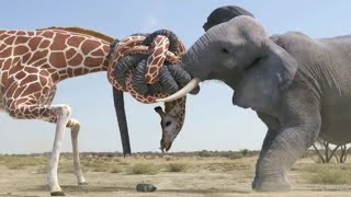 giraffe vs elephant fight for water
