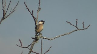 Willow Tit singing. Stithians Reservoir.