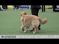 2023 서울 fci 국제 도그쇼 golden retriever