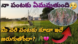 రైతు జీవితం💔|my farming vlog @telugukurradhu #farmer #trending #telugu #viral #ytfeed