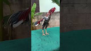 డేగ పూల  :  9390713535, #nelloresundaymarket, #murgamurga, #rooster, #murgasale, #nelloremurga,