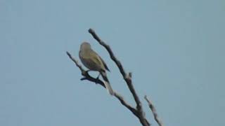 Songbird garden warbler (Sylvia borin) singing 鳴鳥園鶯 (Sylvia Borin) 唱歌 鳴き鳥ニワムシクイ（ズグロムシクイ）の歌 송버드 가든 워블