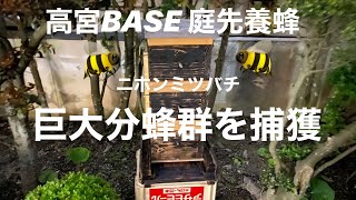 ニホンミツバチ　女王蜂　分蜂捕獲　初分蜂で大量群を捕獲【庭先養蜂　高宮BASE MUPアウトプット】