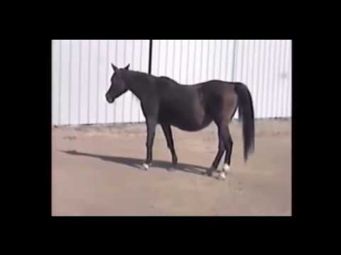 Horse ready to be put down and then.... Horse ready to be put down and then....