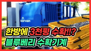 하루에 블루베리 3,000평 수확?? 수확량의 비밀!