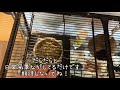 【デグー】部屋ンポ〜日常〜【degu】