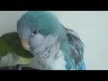 퀘이커앵무새 speaking quakerparrot 순도리♡부츄 목욕후 순도리는 끝까지 혼자말린다고 고집