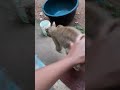 എവിടെ പോകുവാ അമ്മ ഇവിടെ ഉണ്ട് cat petlove chettancat animallove kerala shorts