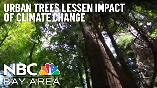 Urban Trees Lessen Impacts of Climate Change