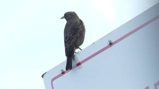 イソヒヨドリのメスの鳴き声