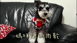 Schnauzer雪納瑞【旺仔成長日記】喜歡媽咪做的雞肉乾-9個月