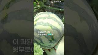 '수박+멜론' 동시에 자라 두가지 맛 한번에 즐길 수 있는 신상 과일 나왔다😲