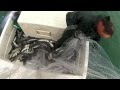 500 pounds of roe mullet in two throws - Anna Maria Island, Florida 500 pounds of roe mullet in two throws - Anna Maria Island, Florida