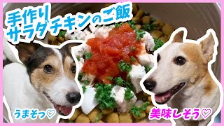 (ASMR)手作りサラダチキンのご飯を食べたジャックラッセルテリア Jack Russell Terrier with homemade salad chicken rice