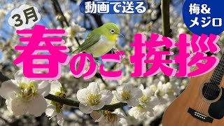 【３月のご挨拶（梅の花とメジロ）】動画で送る３月グリーティングカード　ギターBGM　 Plum blossom   greeting card