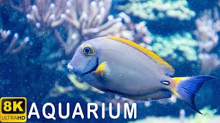 AQUARIUM CORAL REEF RELAXING CALM PIANO MUSIC RELAXATION NO STRESS