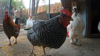 Backyard Chicken Fun Coop Activity Sounds Noises Relaxing ASMR Hens Clucking Roosters Crowing!