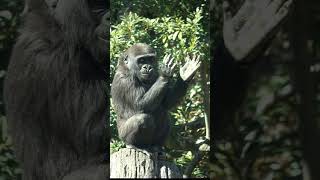 手パチパチ👏🏻してご機嫌なスモモちゃん🤗💗  【上野動物園】  ゴリラ