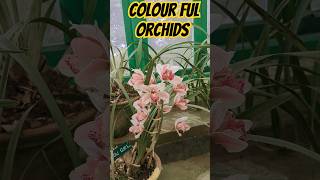 Variety of rare orchids😱😱#beautifulflowers #satisfying #rare #orchidflowers #4k