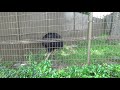 【動物園の鳥】ヒクイドリ 火食鳥 cassowary 【東武動物公園 】tobu zoo （2020.6.8）　　　　　　　　　　＃動物園の鳥＃ヒクイドリ