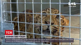 Новини світу: в Китаї троє плямистих хижаків утекли із сафарі-парку