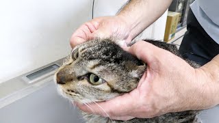 【保護猫】団子隊員が外耳炎を再び発症‼また嫌いな耳掃除をしばらくやらなければならないようです・・・・【魚くれくれ野良猫製作委員会】