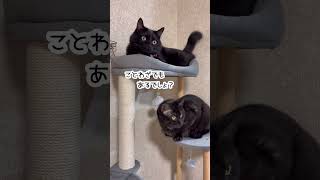 香箱座りしてると指入れちゃうよね！ #猫 #猫のいる暮らし #猫動画 #ねこ