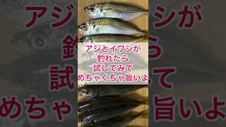 アジとイワシが釣れたら試してみて、めちゃくちゃ旨いから