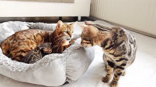 Mother Cat Dreamcatcher Shows her Daughter Sunshine how She Nurses her Little Kitten Ivy